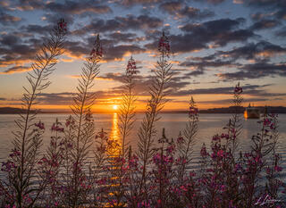 Sunrise through Fireweeds Tacoma-_R4C9489-HDR-Edit