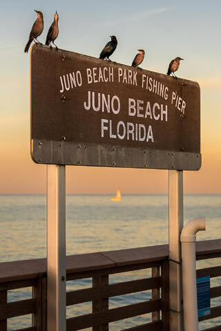 The Juno Beach Pier sign stands against a soft coastal sky with birds perched along the structure in the background.