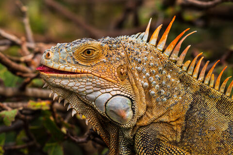 Jeweled Reptile