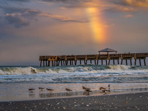 A rainbow arcs beyond Juno Beach Pier while shorebirds gather along the wet waterline in the foreground after a passing storm.
