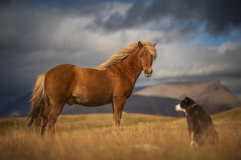 Companions