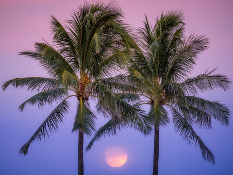 Palm Trees and Lunar Dreams