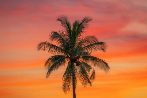 Pastel Palm