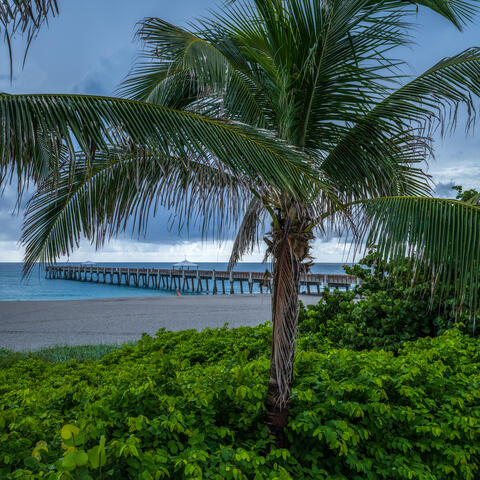 Green Canopy and Pier
