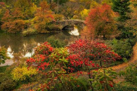 Rainy Autumn Reverie