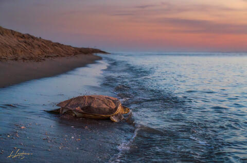 Wildlife and Sea Creatures