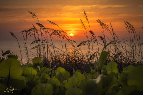 A soft sunrise glowing over the ocean, framed by sea oats and coastal greens, capturing a quiet and peaceful coastal morning in golden light.
