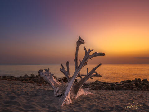 Dusty Dreamy Driftwood Dawn