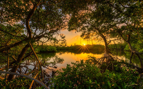 Tangled in Golden Light