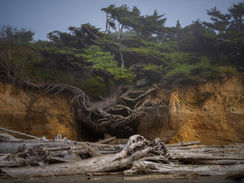Tree Of Life