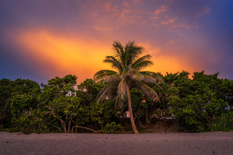 Tropical Dawn