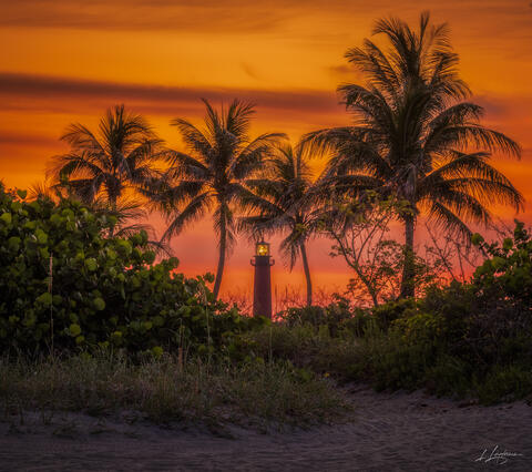 Beacon Between Palms