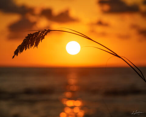 Golden Whisper