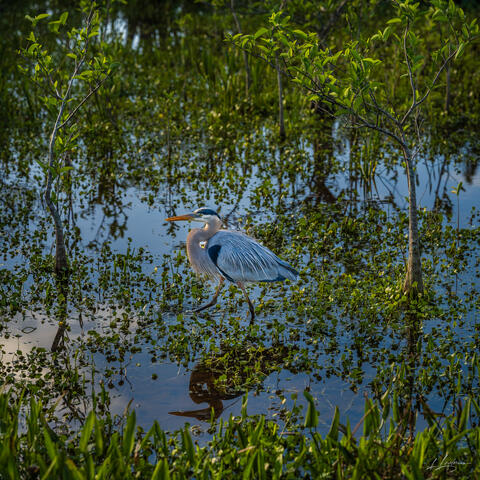 Marshland Majesty