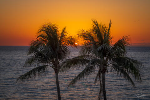 トーマス・ガラー Palm Trees, Sunsets, Turmoil トーマス・ガラー Palm Trees, Sunsets, Turmoil