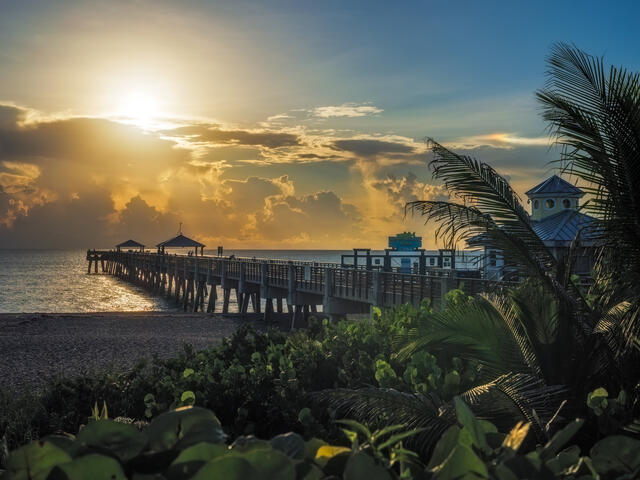 Golden sunrise light filters through tropical palms and lush coastal growth along the shoreline near Juno Beach Pier.