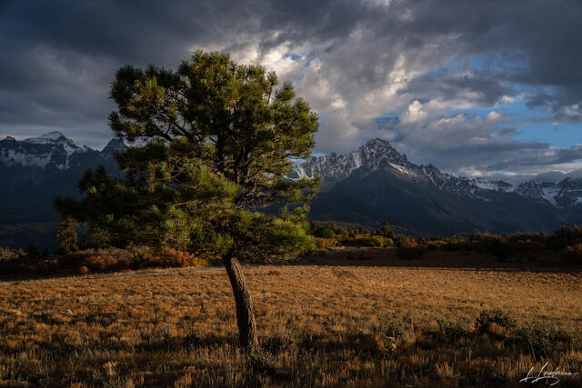 Dramatically Lit Tree