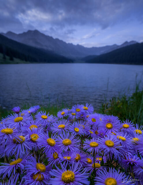 Flower Bouquet 