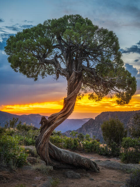 Juniper's Sunset Twist