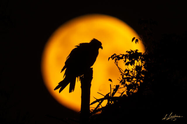 Silhouette of osprey on a branch with a large full moon behind.