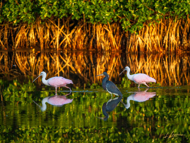 Roseate spoonbills and heron in reflective mangrove shallows at sunrise.