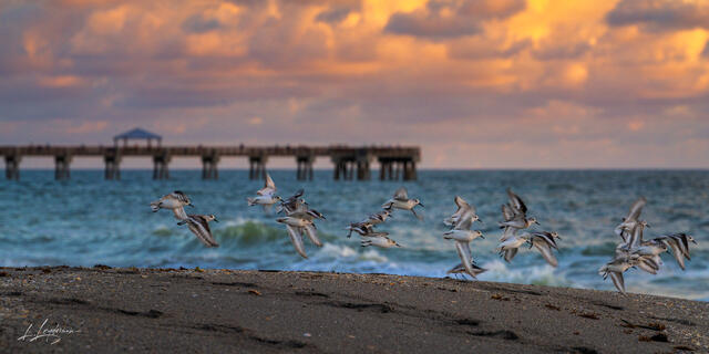 Birds in motion near Juno Beach Pier at sunrise.