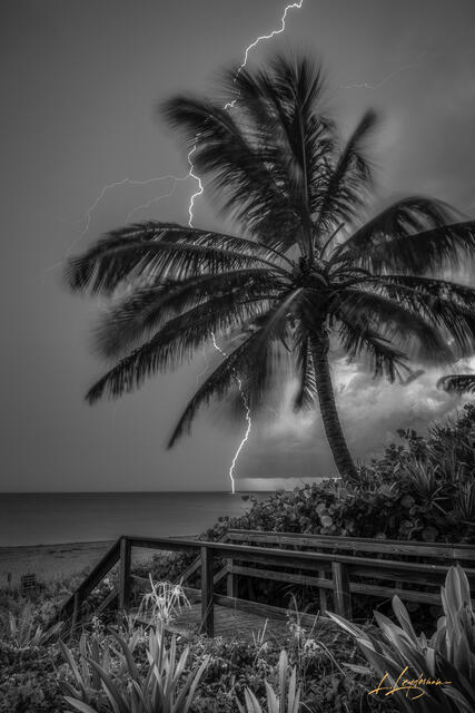 Black and white photo of lightning striking the ocean behind a windswept palm tree on a coastal boardwalk during an approaching storm.