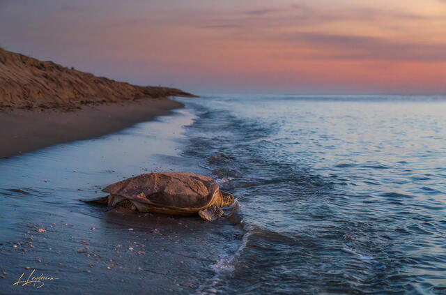 A sea turtle returning to the ocean at sunrise, captured along the shoreline with soft waves and pastel skies in a peaceful, emotional coastal scene.
