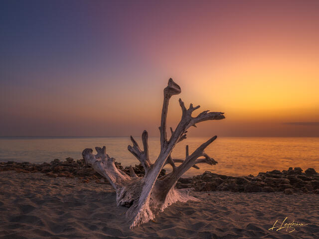 Dusty Dreamy Driftwood Dawn