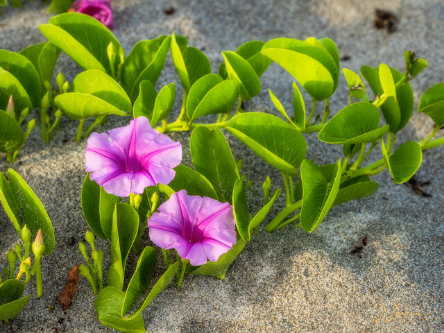 Soft morning light washes over bright pink beach blooms as they spill across the sand, capturing the quiet magic of sunrise along Florida’s dunes.