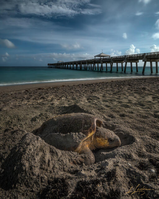 Loggerhead turtle nesting on the beach at night under the moonlight, with Juno Beach Pier in the background — fine art coastal photography by Lawrence Leyderman