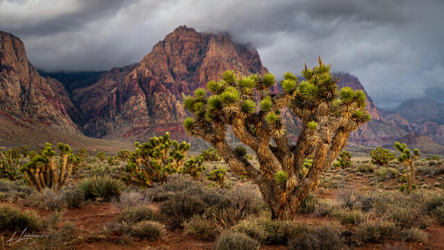 Desert Tempest