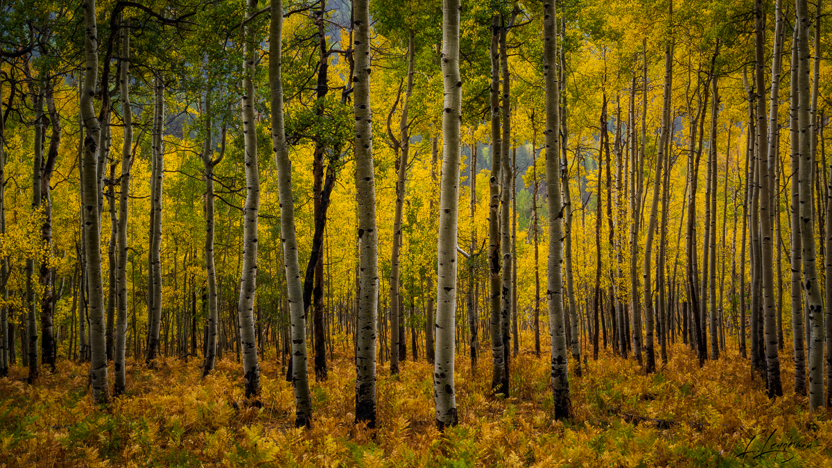 "Aspen Aria"The aspens perform a visual aria, their trunks rising like notes on a scale against the autumnal chorus of ferns....