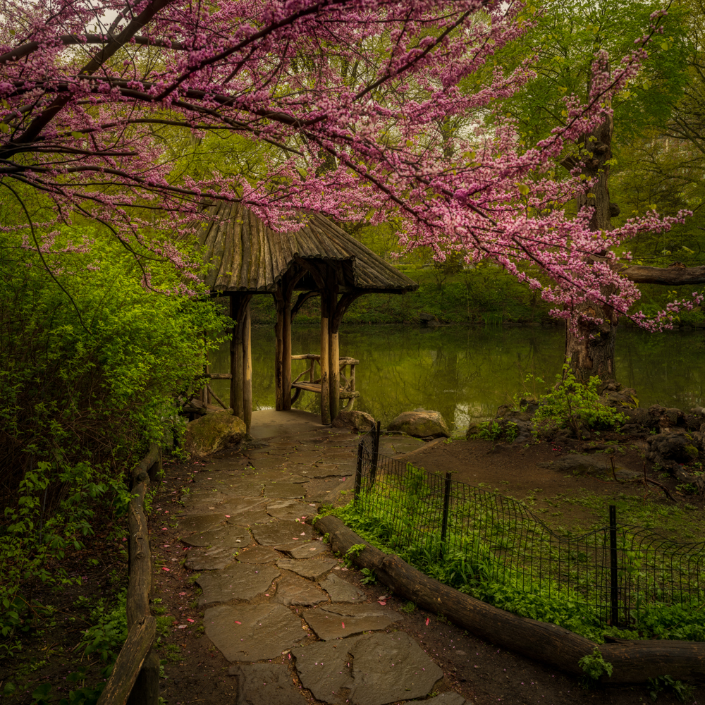 Raindrops dance on petal's soft pink hue,Central Park, a secret rendezvous,Gazebo's shelter, springtime's grace,A peaceful haven...
