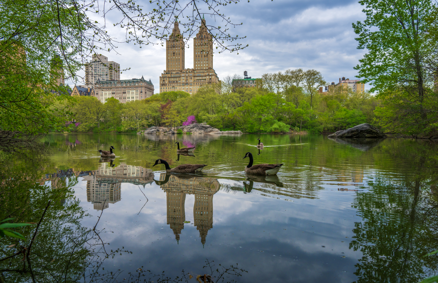 Amidst the budding trees, the pond in Central Park captures the essence of spring in its waters. With each duck's paddle, ripples...