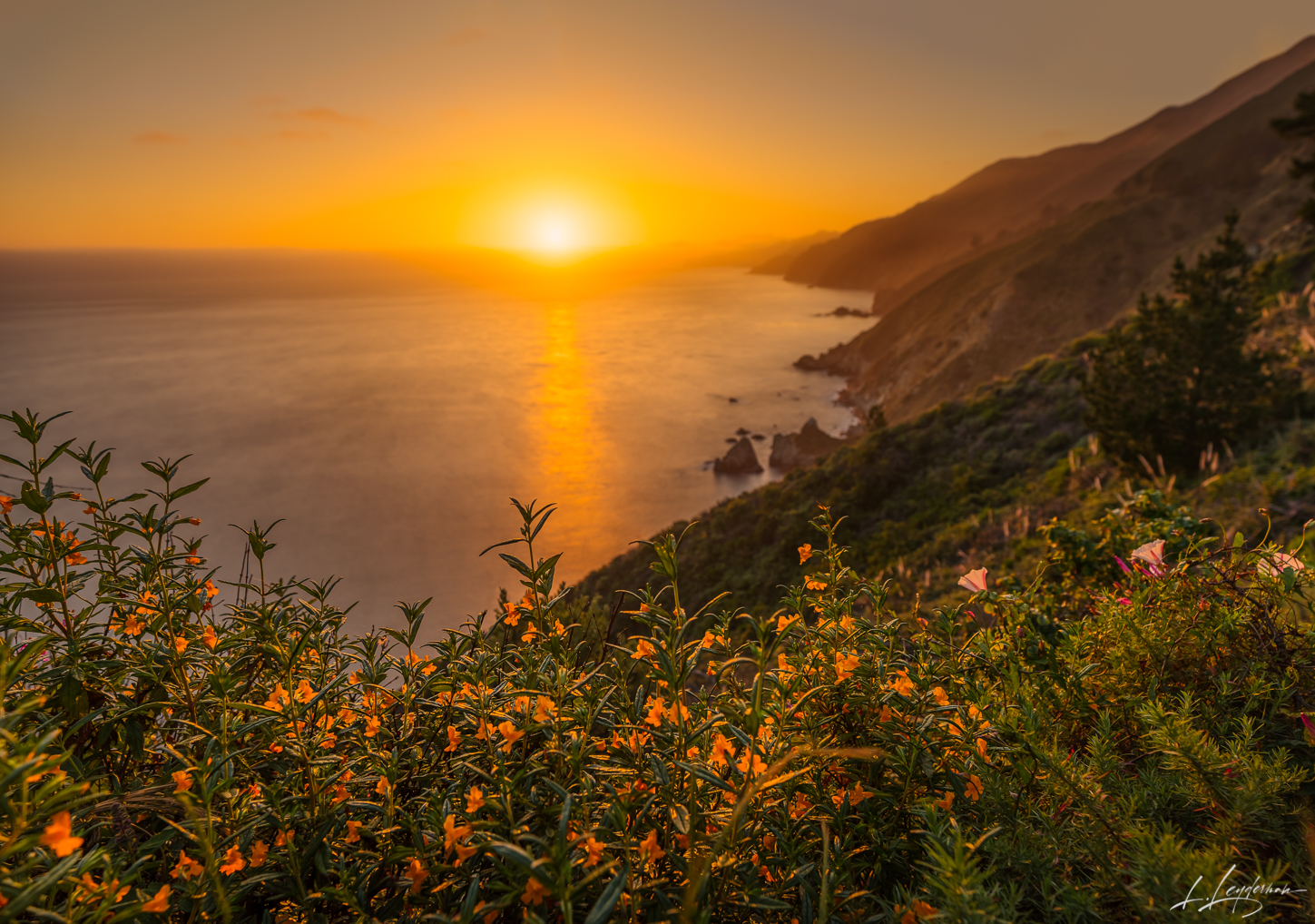 The sun's final bow ignites the coastal poppies in a fiery backlight, a natural spectacle that highlights the fiery spirit of...