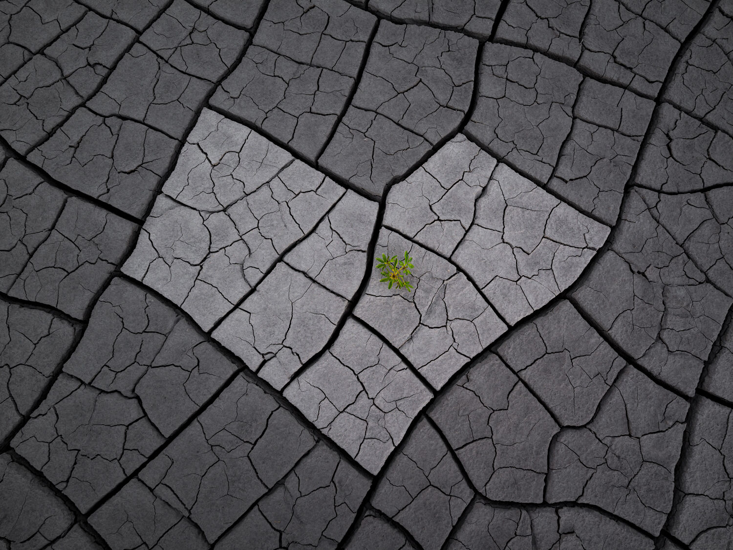 Amidst the parched and fractured landscape, a heart-shaped crack cradles a burgeoning plant, symbolizing the enduring strength...