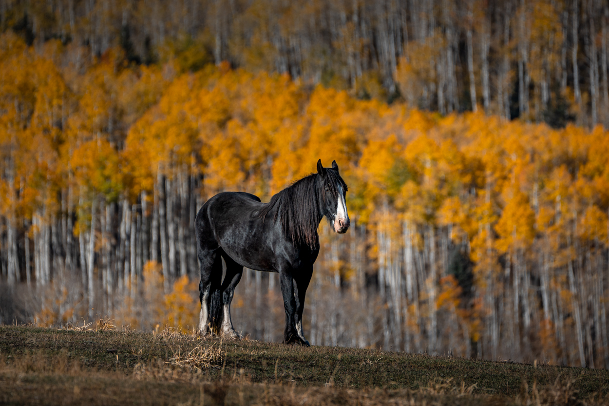 In a golden forest ablaze with the colors of autumn, a solitary black horse grazes peacefully, its dark coat a striking contrast...