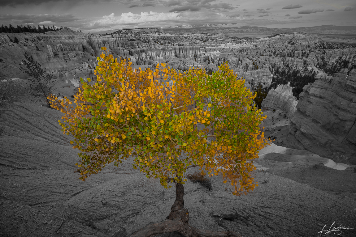 Fall Tree in Bryce Canyon
