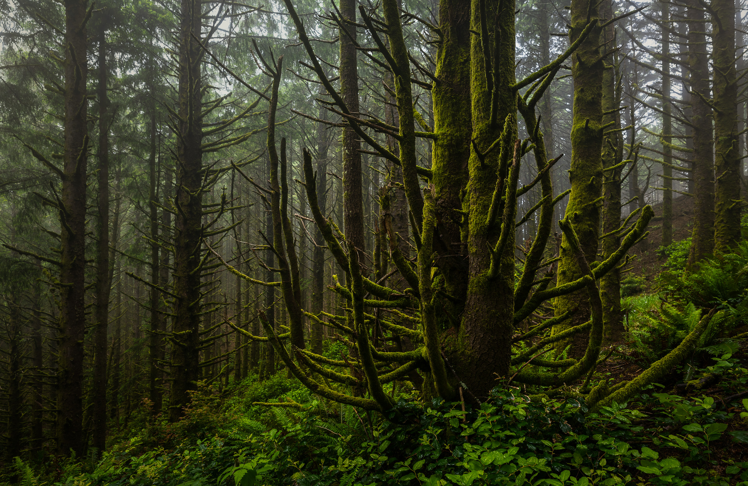 The "Spider Tree" stands as a living testament to the unique wonders of Oregon's rainforest. Its limbs stretch outward like the...