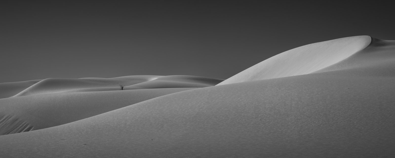 Like soft whispers, the white dunes curve and stretch into the distance, with the subtle presence of a lone plant adding scale...