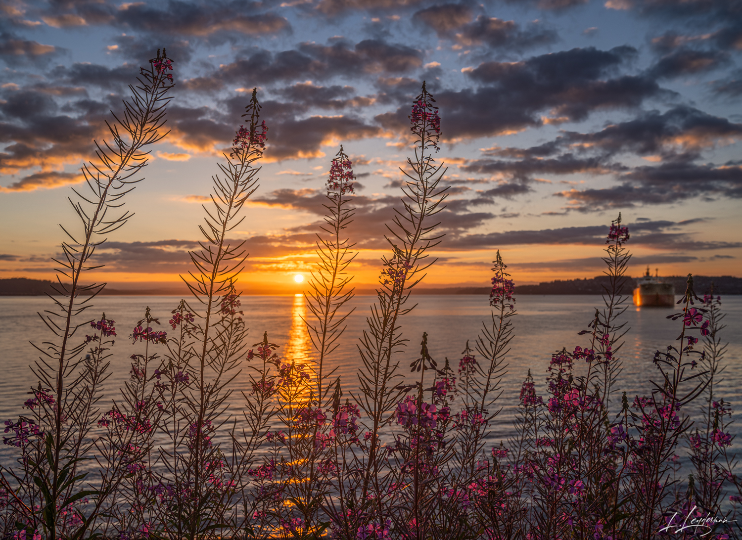 "Fireweed Finale"As the sun performs its daily finale, it sets the sky ablaze, mirroring the fiery hues of the fireweed in the...