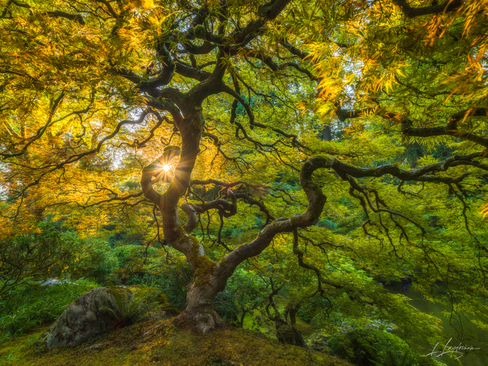 Japanese Maple, Tree, Sunburst, Sunrays, PNW, Pacific North West, Green