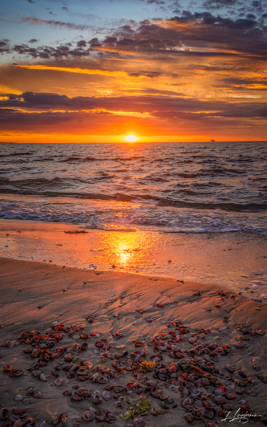 Ocean, Sunset, Shells, Long Island, Montauk, Beach, Nautilus